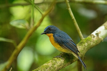 Tickell's blue flycatcher perched on a tree branch in a nice green background.
