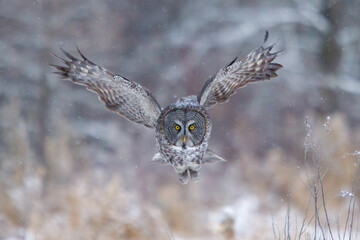 Great Gray Owl taken in Northern MN