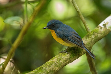 Tickell's blue flycatcher perched on a tree branch in a nice green background.