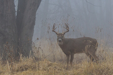 White-tailed Deer taken in central MN in the wild