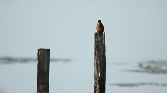 Martin-p&ecirc;cheur mouill&eacute; minimaliste &agrave; l'aff&ucirc;t de profil et de face, sur un piquet &agrave; l'&eacute;tang 