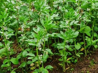 A row of beans plants with green leaves and a patch of grass in the background. The plants are growing in a garden. Organic natural product.