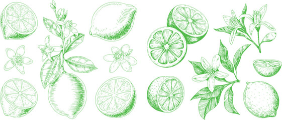 Green lime fruits and blossoms sketch citrus flower