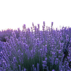 Obraz premium fragrant lavender field in full bloom isolated on white and transparent background