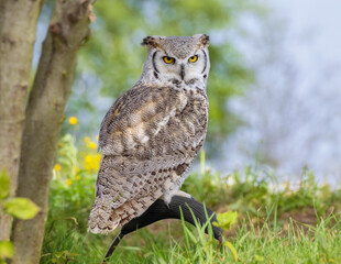 Subarctic Great Horned Owl in nature