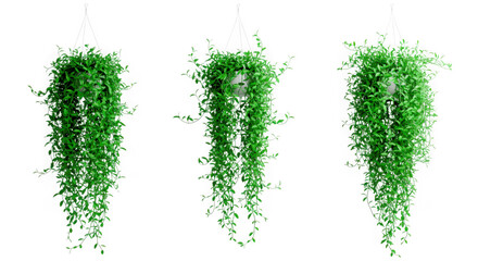 Three lush green hanging plants with cascading vines isolated on transparent background
