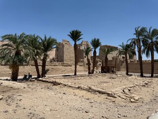 palm trees in the desert