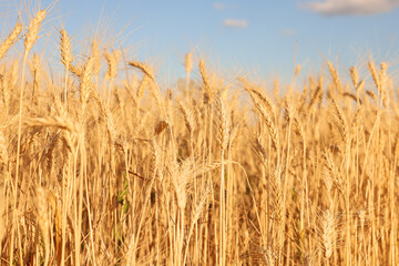 Golden wheat ears growing in field, closeup