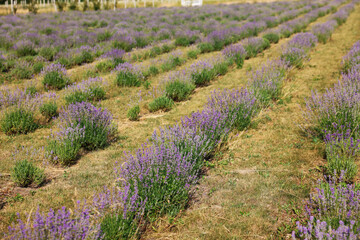 Fototapeta premium Beautiful blooming lavender flowers growing in field