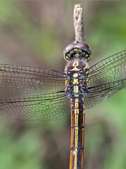 A detailed top-down close-up shot of a magnificent dragonfly perched vertically on a slender green...