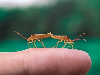 Two brown insects, likely stink bugs, delicately perched on a human fingertip, showcasing their intricate details against a blurred green background.