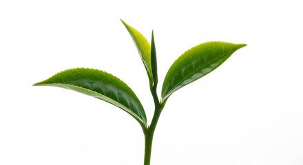 Fresh green tea leaves growing on a white background