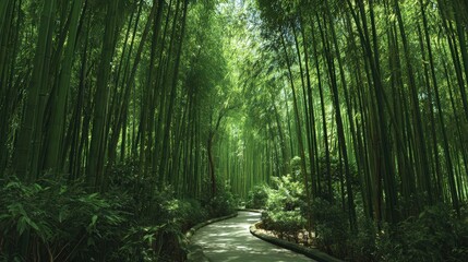 Obraz premium Serene Winding Path Through Lush Green Bamboo Forest isolated on a transparent background