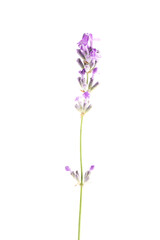 Naklejka premium Beautiful lavender isolated on white. Fragrant flower