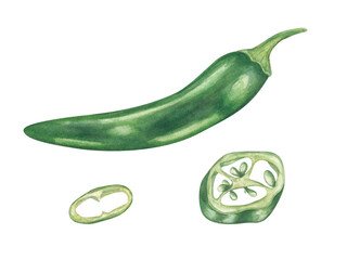 Whole and sliced green chili peppers watercolor illustration set on isolated background. Jalapeno, serrano realistic sketch clip art. Spicy vegetable for food packaging, cookbooks, spice labels.