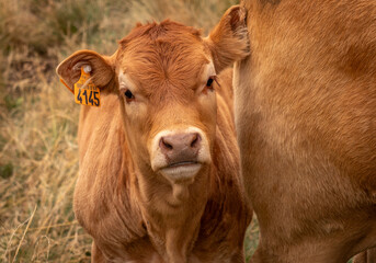 Obraz premium Vache d'Aubrac dans l'Aveyron, France