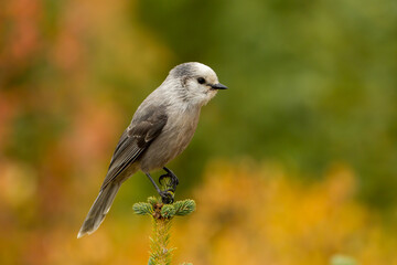 Canada Jay taken in central Colorado