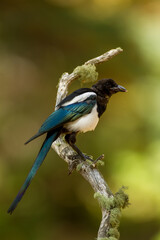 Black-billed Magpie taken in central Colorado
