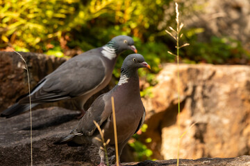 Two pigeons in the garden