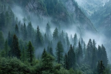 Misty pine trees cover a lush green mountain landscape, with fog drifting through the dense forest and rugged terrain