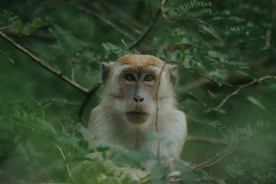 mongkey