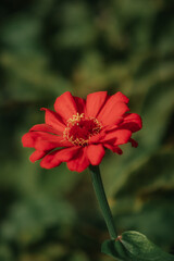 red dahlia flower