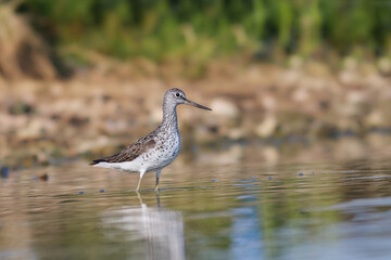 Common Greenshank in search of food