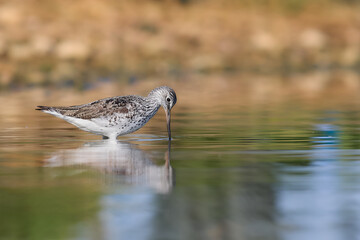 Common Greenshank in search of food