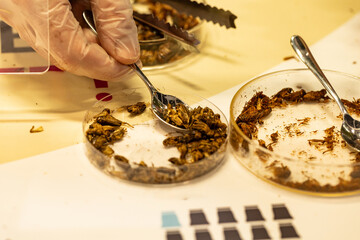 Close-up of hand using spoon to examine edible insects in petri dishes for culinary innovation