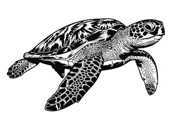 Obraz premium Detailed Black and White Illustration of a Sea Turtle Swimming Gracefully in the Ocean a Marine Animal Conservation Art
