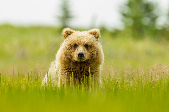 Coastal Brown Bear, Grizzly Bear taken in Lake Clark Alaska