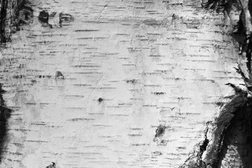 Obraz premium pattern of birch bark with black stripes