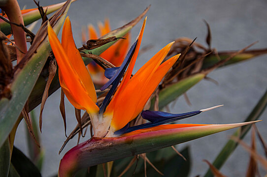 flor de jardim