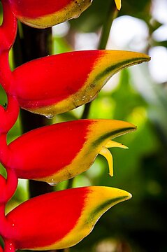 bananeira exotica