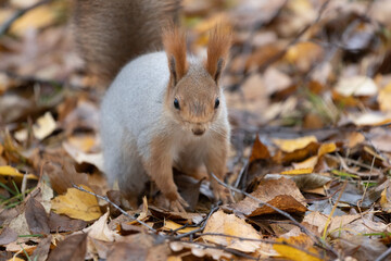small, fluffy red squirrel standing amidst a carpet of autumn leaves. The squirrel has a white underbelly, reddish-brown fur, and prominent black eyes. The background is softly blurred