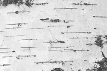 pattern of birch bark with black stripes