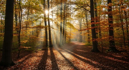 Obraz premium sunlight streams through the autumn forest, casting long shadows on the path covered with fallen leaves, creating a serene and peaceful woodland scene