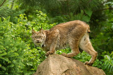Canada Lynx taken in central MN under controlled conditions