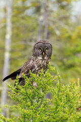 Great Gray Owl taken in Northern MN