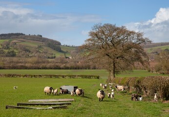 3rd batch - Sheep near Wigmore, Herefordshire, England