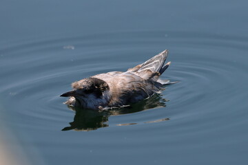 common tern