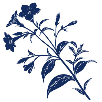 anagallis minima with leaves