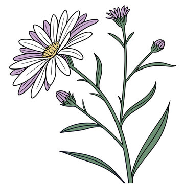vector illustration of aster