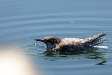 common tern