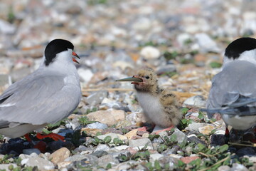 common tern