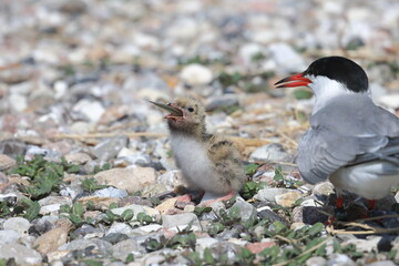 common tern