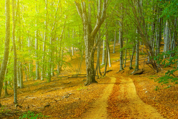 ground road through the autumn forest