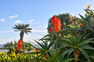 Palms and blooming aloe, succulent plants with orange flowers, in the Jardin d'acclimatation, public gardens overlooking the sea, Monte-Carlo, Principality of Monaco