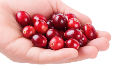 Hand holding fresh cranberries isolated on a white background, png, transparent