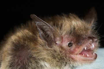 Eastern Pipistrelle taken at WRC in Roseville MN under controlled conditions